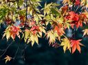 autumn-leaves-2.jpg