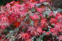 red-leaves2.jpg
